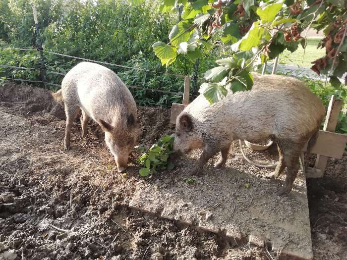 Zwei Wildschweine suchen nach Futter in einem eingezäunten Gehege
