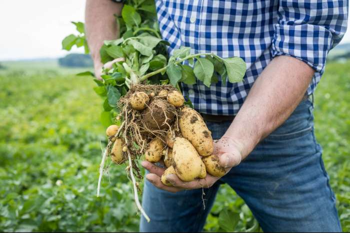 Mann vor einem Kartoffelacker erntet Kartoffelpflanze mit Knollen, an denen noch Erde ist