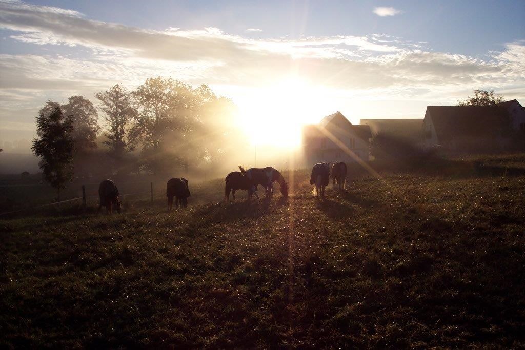 Sonnenaufgang mit Pferden