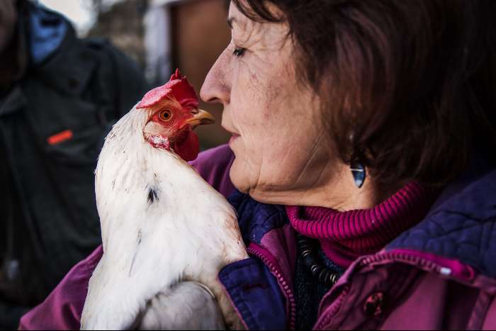 Frau hält eine weißen Henne mit rotem Kamm auf den Armen.