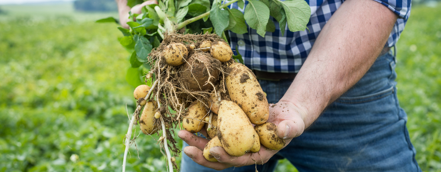 Mann hält Kartoffelpflanze mit vielen erdigen Knollen in den Händen, im Hintergrund Wald und Wiese