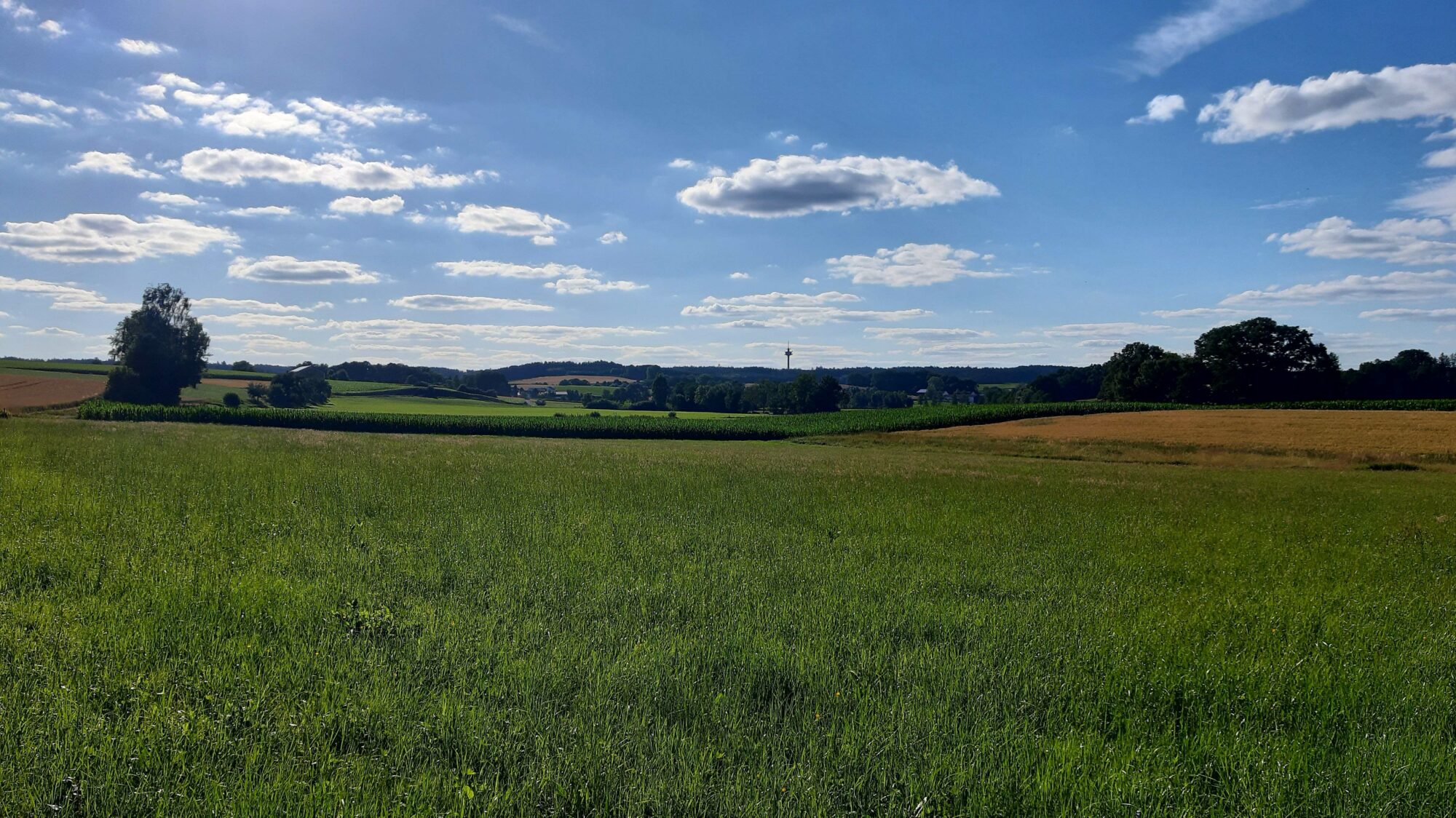 Ausblick in die Natur Richtung Schönbach. Man sieht Wiesen und Felder sowie blauen Himmel