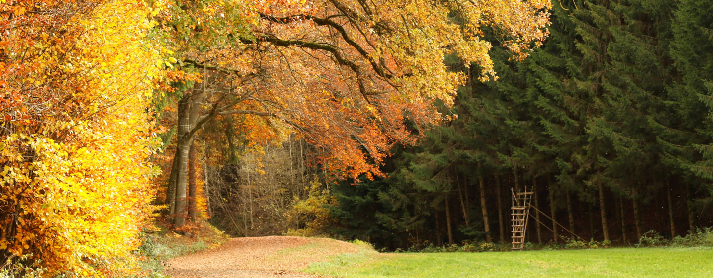 Herbstlandschaft mit Wald im Hintergrund