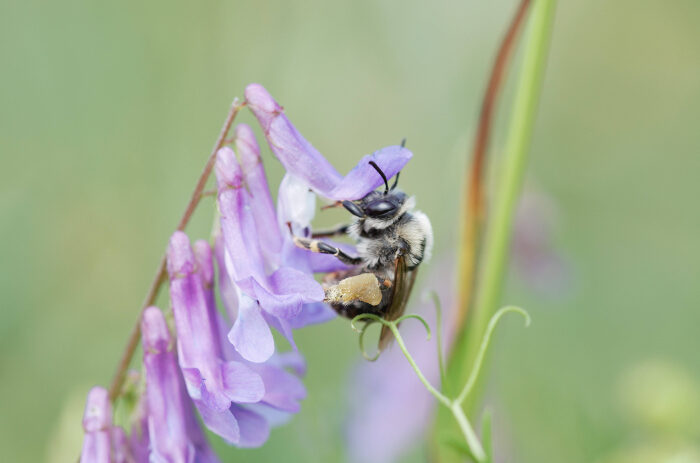 Eine Biene sitzt auf einer lila Blüte und saugt Nektar.